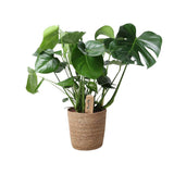 Monstera en panier en osier naturel