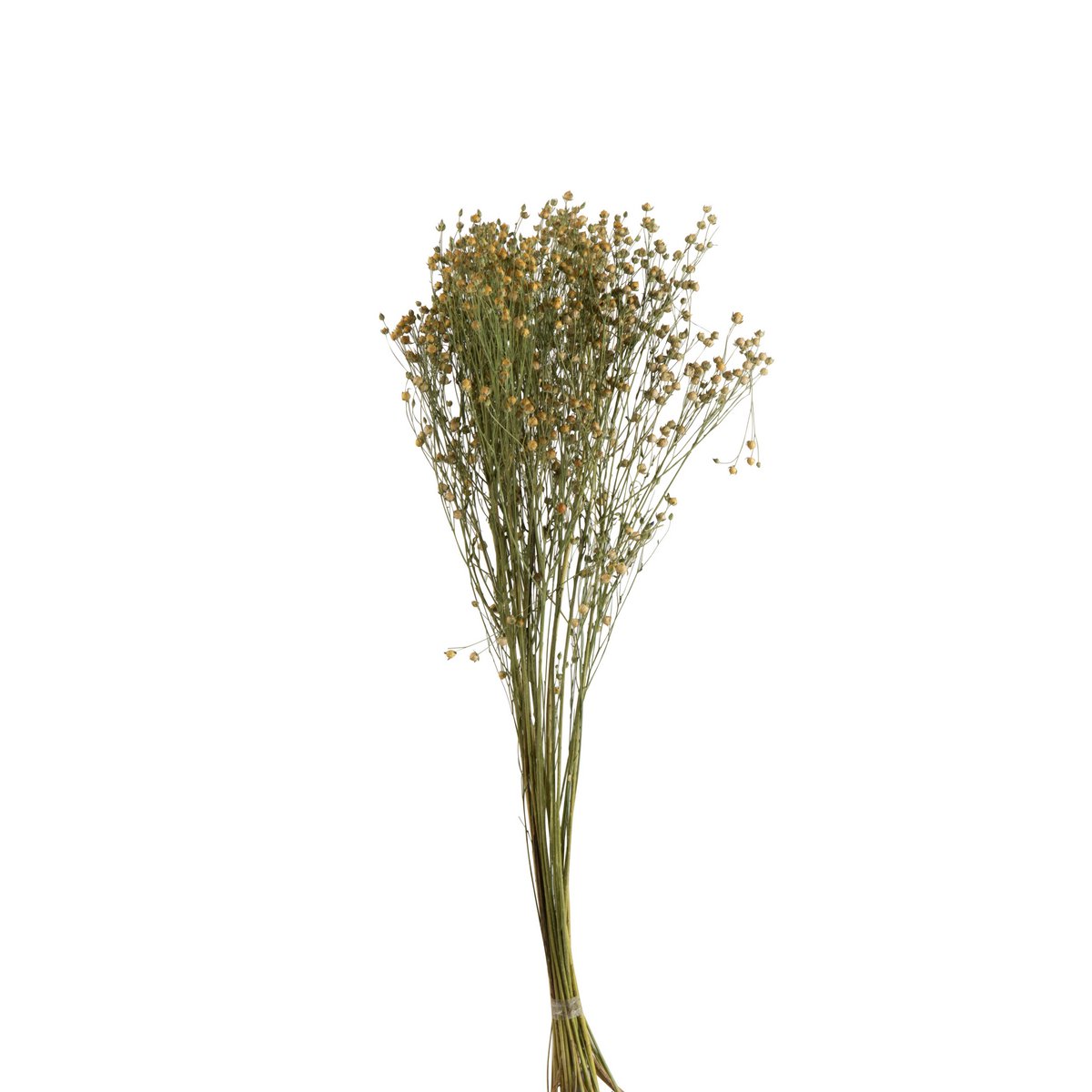 Fleur de lin séchée jaune de J-Line, vue de face avec détails de texture