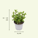 Mélange d'herbes du jardin - 1 pièce - Ø14cm - ↕18cm