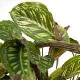 Calathea Étoile de Flamme - Ø19cm - ↕75cm