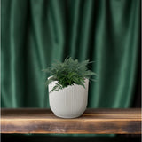 Fougère Polystichum Tsussimense 14 cm verte
