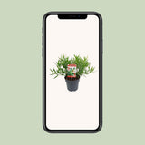 Saligna SarcocoCca -Ø17cm - ↕25cm