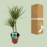 Dracaena margina bicolor - Ø19cm - ↕70cm