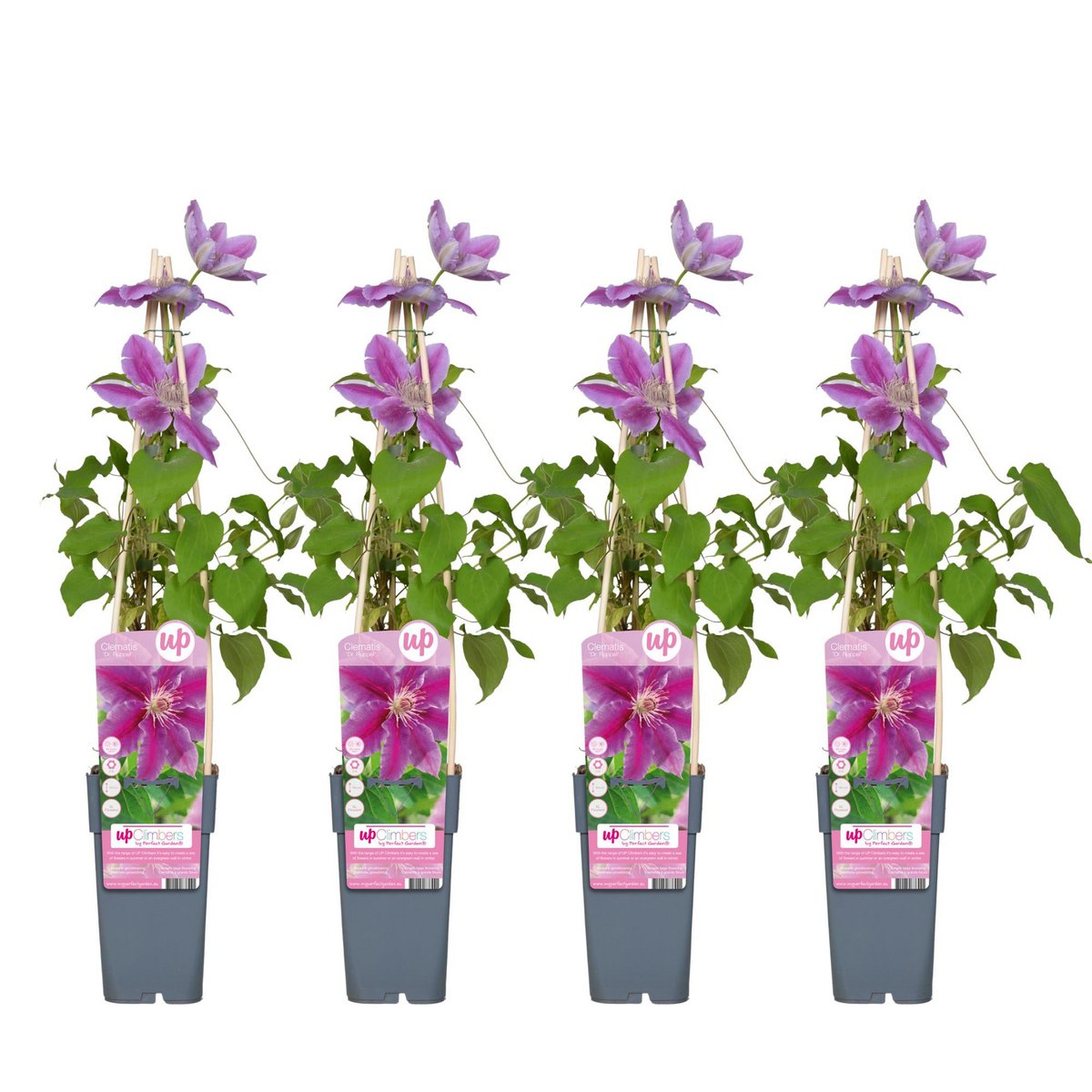 Image de diapositive