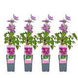 4x - Clematis Dr Ruppel - ↨65cm - Ø15