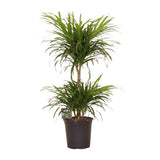 Dracaena Ref. Anita Variegata - Ø21cm - ↕80cm