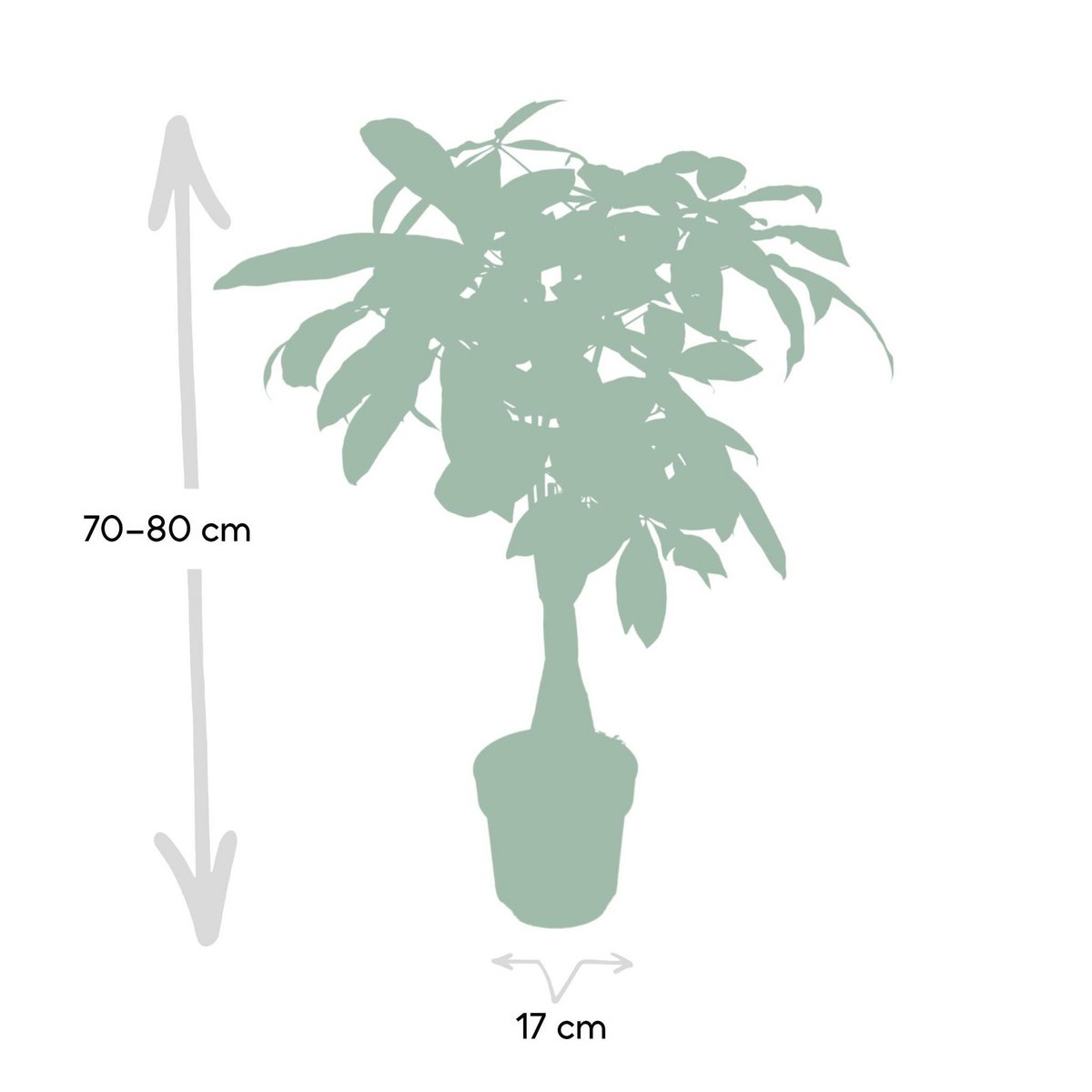 Pachira Aquatica - Arbre d'argent - Pot de culture en plastique