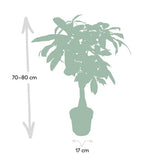Pachira Aquatica - Arbre d'argent - Pot de culture en plastique