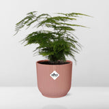 Fougère asperge en pot rose ELHO Vibes 14 cm