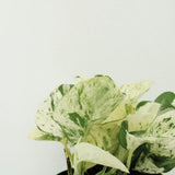 Epipremnum Happy Leaf - 4 pièces - ø12cm - ↕15cm