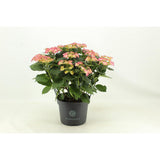 Hortengea Tiffany (Hortensia) - Ø23 cm - ↕50cm