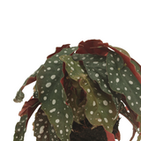 2x Begonia Maculata - Blad Begonia - 20 cm - Ø12