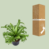 Begonia Nest Crissie - Ø23cm - ↕55cm