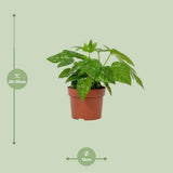 Fatsia japonica 12cm - Ø12cm - ↕22cm