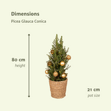 Picea glauca conica - Ø21cm - ↕80cm - or - Ø21 - ↨80cm