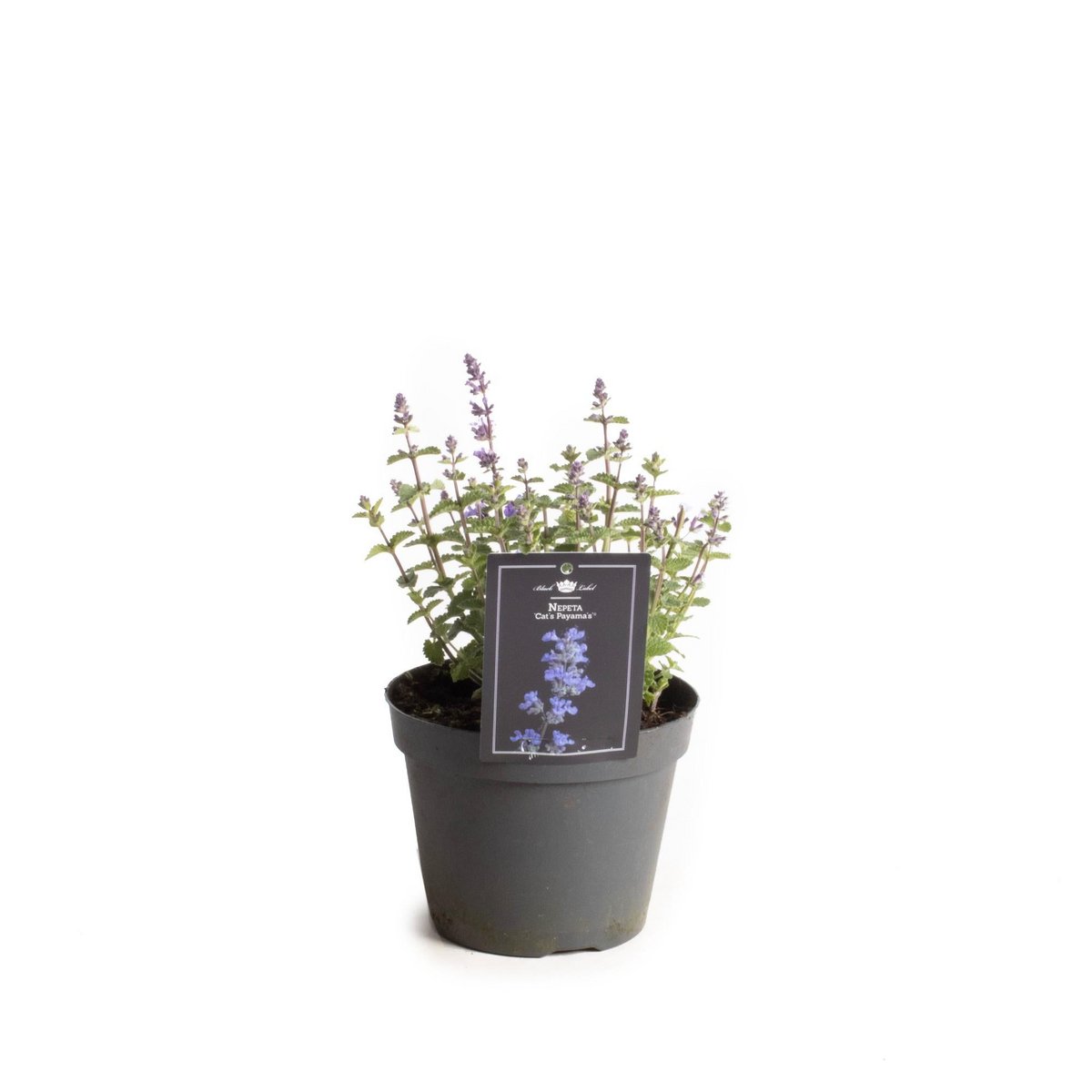 Nepeta Cat's Pajama's - Plante élégante en pot, diamètre 15 cm, hauteur 30 cm