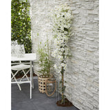 Plante Clematis Avalanche blanc floraison précoce Ø15 cm hauteur 65 cm