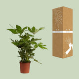 Fatsia japonica - Ø17cm - ↕40cm