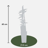 Loninera Henryi - Ø15cm - ↕65cm