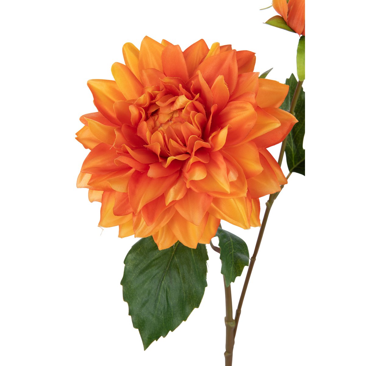 Vue latérale du Dahlia Elise de J-Line, mettant en avant sa texture et sa couleur