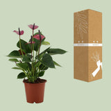 Anthurium bébé violet en manche transparente - Ø12cm - ↕36cm