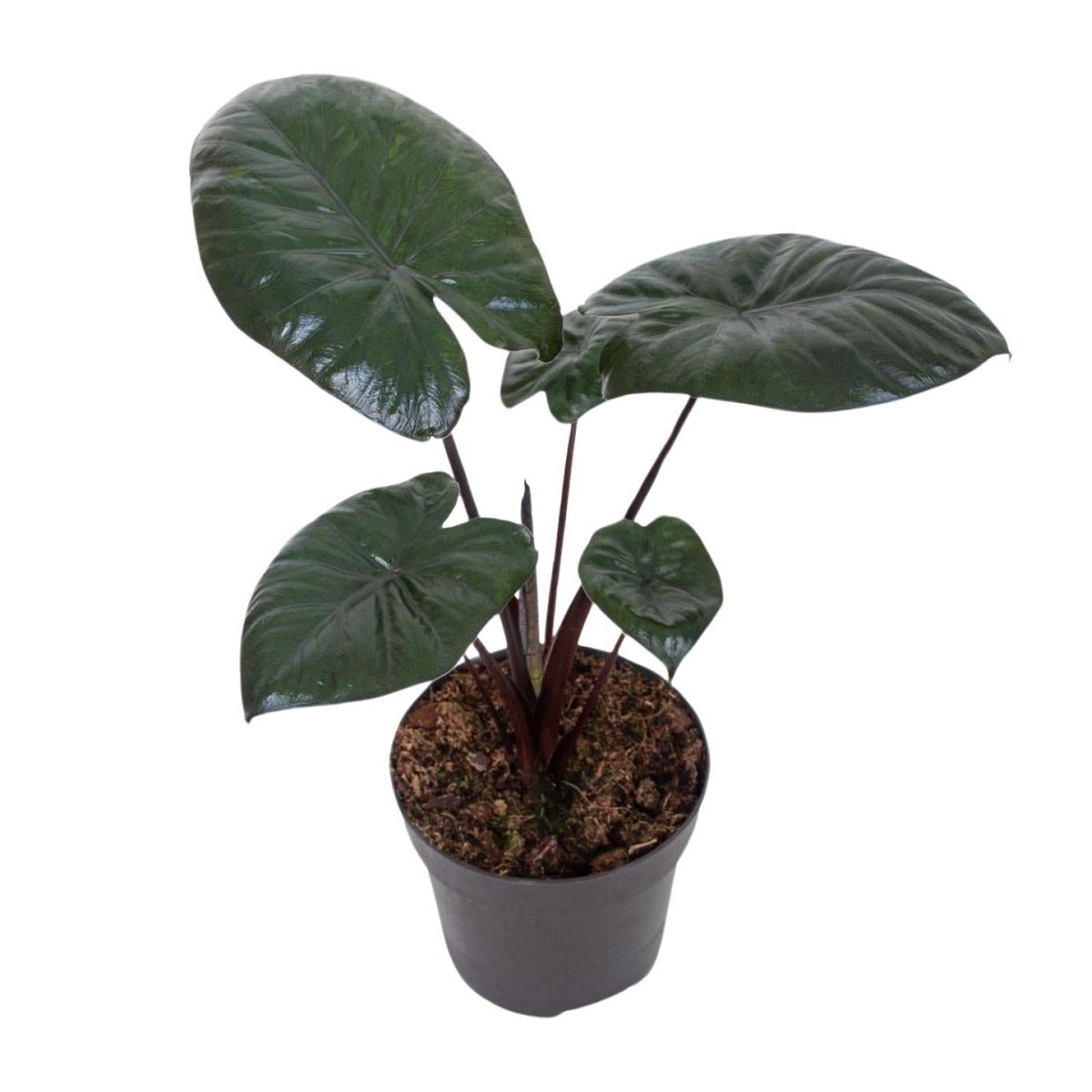 Détail des feuilles de l'ALOCASIA Chocolate, texture luxuriante