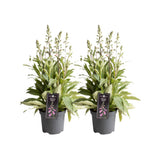 Lot de 2 plantes Digitalis rose Ø19 cm