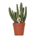 Plante artificielle Stapelia verte 9 cm