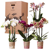 Kolibri Orchids - Surprise box mix - boîte de remise de plantes - boîte surprise avec 4 orchidées différentes - fraîches du producteur