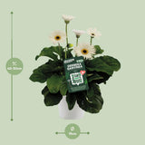 Plante Gerbera blanche en pot Ø19 cm