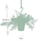 Asparagus Sprengeri Hang - Asperges ornementales - Ø17cm - ↕35cm