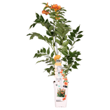 Plante grimpante Campsis orange
