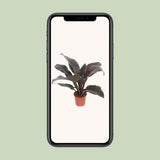 Philodendron Imperial rouge - Ø17 cm - 60 cm