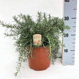 Rosmarinus Prostrate - Plante verte élégante dans un pot de Ø18 cm