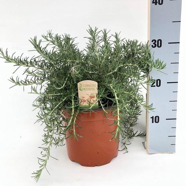 Rosmarinus Prostrate - Plante verte élégante dans un pot de Ø18 cm