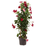 Dipladenia Sundaville rouge