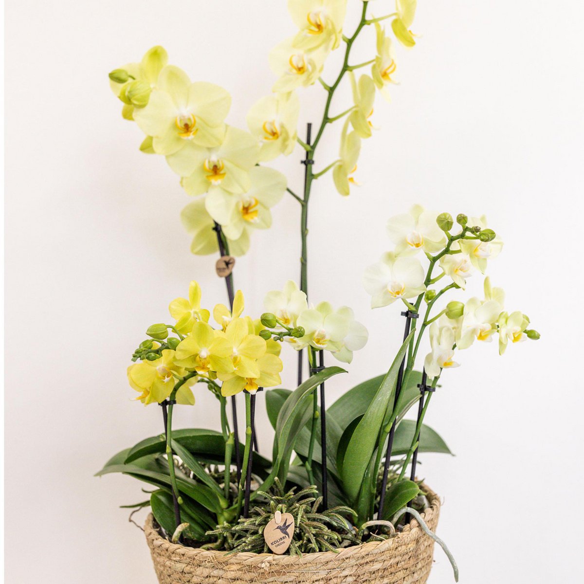Insert avec réservoir d'eau et mèches pour orchidées Ø25 cm
