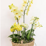 Insert avec réservoir d'eau et mèches pour orchidées Ø25 cm