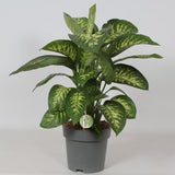 Dieffenbachia Reeva - Ø24cm - ↕75cm