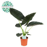 Plante Alocasia Regal Shield Ø21 cm