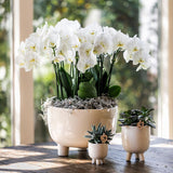 Orchidées de Colibl | Orchidée rouge phalaenopsis - Congo + trattine de pot gommeux - Mesure en pot Ø9cm | plante de chambre fleurie en pot à fleurs - frais du producteur