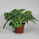 Maranta Leuconeura Kerchoveana - Ø12cm - ↕30cm