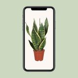 Sansevieria trifasciata Futura Superba sur une étagère décorative