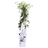 Plante Clematis Avalanche blanc floraison précoce Ø15 cm hauteur 65 cm