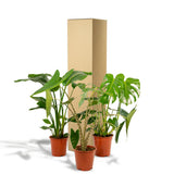 Lot de 3 plantes tropicales