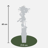 Celastrus orbiculatus - Ø15cm - 65cm
