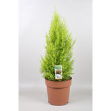 Cupressus Goldcrest Wilma - Ø21cm - ↕70cm