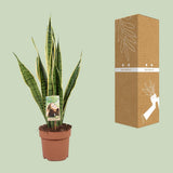 Sansevieria Trifasciata Lawrence - Ø117cm - ↕60cm