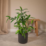 Dracaena Surculosa - Dragonnier - Ø17cm - ↕60cm