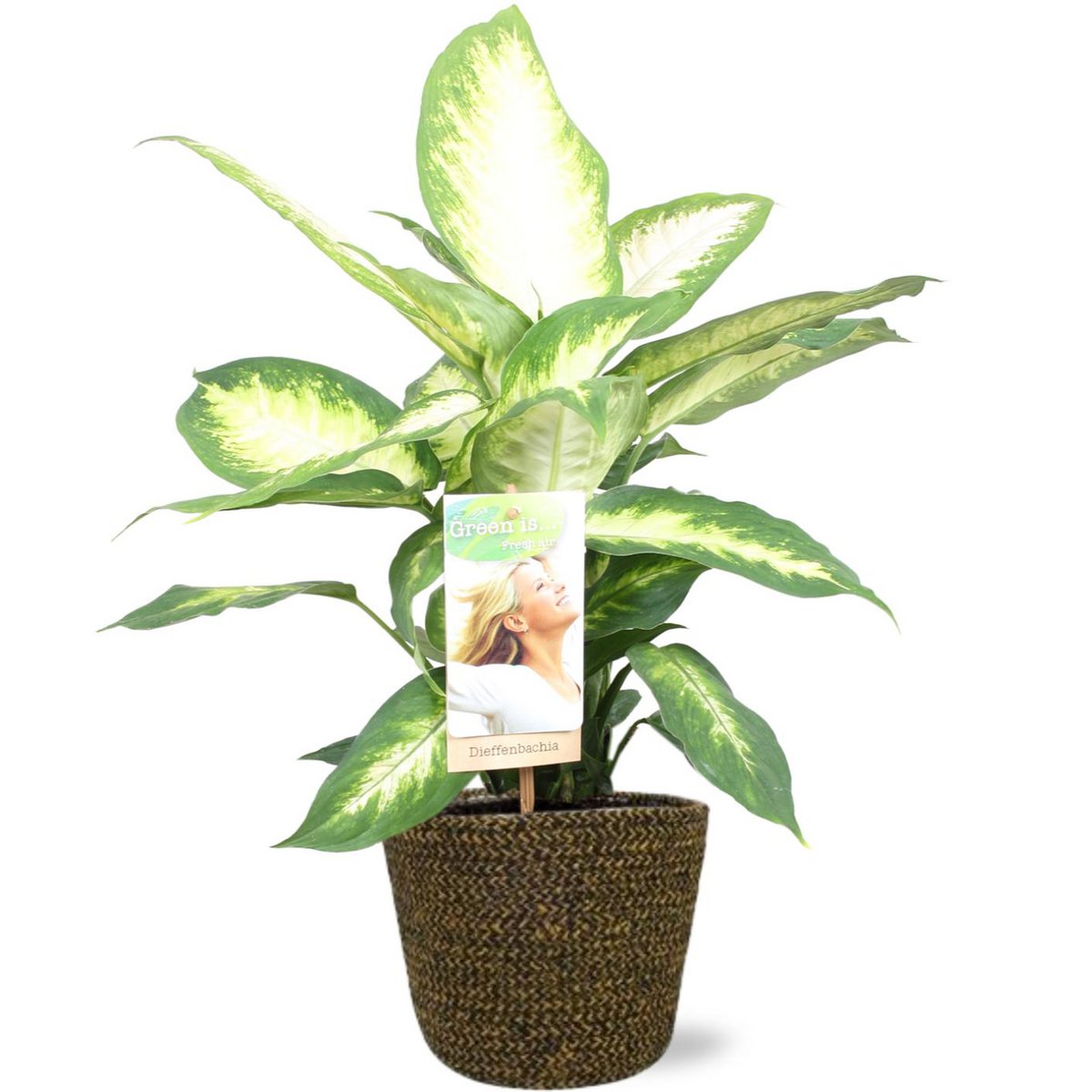 Dieffenbachia Camilla dans un pot noir élégant, plante d'intérieur luxueuse